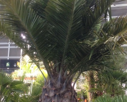 Jubea chilensis palm tree